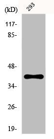 Western Blot analysis of 293 cells using FAS Polyclonal Antibody