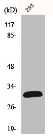 Western Blot analysis of 293 cells using FAS-L Polyclonal Antibody