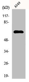 Western Blot analysis of A549 cells using FAST Polyclonal Antibody