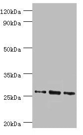 Western blot All lanes: Azurocidin antibody at 1ug/ml Lane 1: 293T whole cell lysate Lane 2: Mouse spleen tissue Lane 3: Mouse thymus tissue Secondary Goat polyclonal to rabbit IgG at 1/10000 dilution Predicted band size: 27 kDa Observed band size...