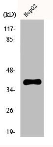 Western Blot analysis of HepG2 cells using FAST-1/2 Polyclonal Antibody