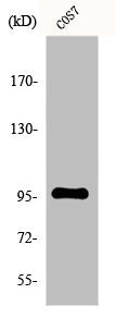 Western Blot analysis of COS7 cells using FASTKD1 Polyclonal Antibody