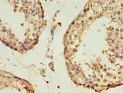 Immunohistochemistry of paraffin-embedded human testis tissue using CSB-PA002503EA01HU at dilution of 1:100