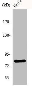 Western Blot analysis of COLO205 cells using FASTKD2 Polyclonal Antibody