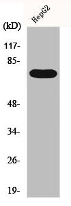 Western Blot analysis of HepG2 cells using FASTKD3 Polyclonal Antibody