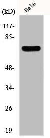 Western Blot analysis of Hela cells using FBP2 Polyclonal Antibody