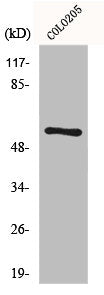 Western Blot analysis of HepG2 cells using FBP3 Polyclonal Antibody