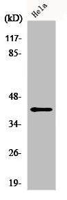 Western Blot analysis of HuvEc cells using FEN-1 Polyclonal Antibody