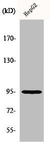 Western Blot analysis of HuvEc cells using Fer Polyclonal Antibody