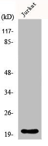 Western Blot analysis of HT29 cells using FGF-22 Polyclonal Antibody