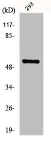 Western Blot analysis of 293 cells using Fgl2 Polyclonal Antibody