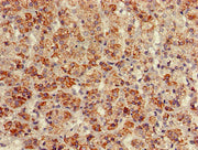 Immunohistochemistry of paraffin-embedded human adrenal gland tissue using CSB-PA002532LA01HU at dilution of 1:100
