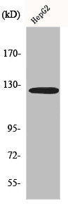 Western Blot analysis of HepG2 cells using Fibulin-2 Polyclonal Antibody