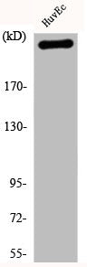 Western Blot analysis of HuvEc cells using Filamin 1 Polyclonal Antibody
