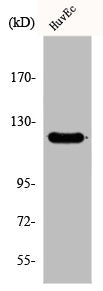 Western Blot analysis of HuvEc cells using FIR Polyclonal Antibody