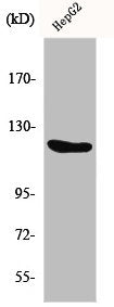 Western Blot analysis of HepG2 cells using Flg Polyclonal Antibody