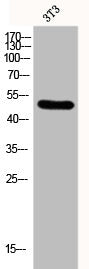 Western Blot analysis of 3T3 cells using Fli-1 Polyclonal Antibody