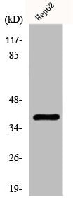 Western Blot analysis of HepG2 cells using Fliz1 Polyclonal Antibody