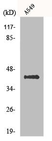 Western Blot analysis of A549 cells using Flotillin-2 Polyclonal Antibody