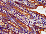 IHC image of CSB-PA002547LA01HU diluted at 1:400 and staining in paraffin-embedded human small intestine tissue performed on a Leica BondTM system. After dewaxing and hydration, antigen retrieval was mediated by high pressure in a citrate buffer (...