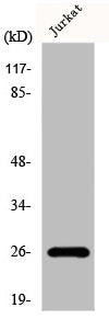 Western Blot analysis of Jurkat cells using Flt3-L Polyclonal Antibody