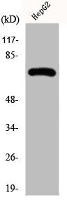 Western Blot analysis of HepG2 cells using Fnk Polyclonal Antibody