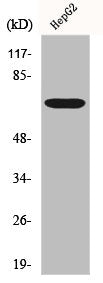 Western Blot analysis of HeLa cells using Follistatin Polyclonal Antibody
