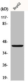 Western Blot analysis of HepG2 cells using FOP Polyclonal Antibody
