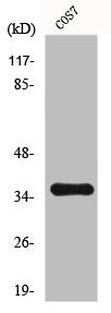 Western Blot analysis of 293 cells using Fos B Polyclonal Antibody