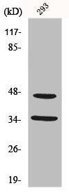 Western Blot analysis of 293 cells using FoxB1/2 Polyclonal Antibody