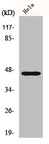 Western Blot analysis of A549 cells using FoxB2 Polyclonal Antibody