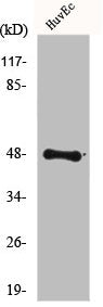 Western Blot analysis of 293 cells using FoxD3 Polyclonal Antibody