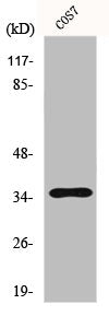 Western Blot analysis of A549 cells using FoxL1 Polyclonal Antibody