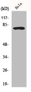 Western Blot analysis of HeLa cells using FoxO1A Polyclonal Antibody