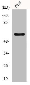 Western Blot analysis of COS7 cells using FoxO4 Polyclonal Antibody