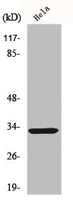 Western Blot analysis of HeLa cells using FoxR1 Polyclonal Antibody