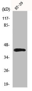 Western Blot analysis of HT29 cells using Fra-1 Polyclonal Antibody
