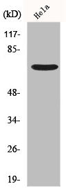 Western Blot analysis of Hela cells using Frizzled-1 Polyclonal Antibody
