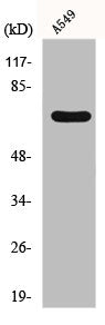 Western Blot analysis of RAW264.7 cells using Frizzled-3 Polyclonal Antibody