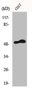 Western Blot analysis of COS7 cells using FRS3 Polyclonal Antibody