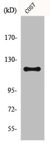 Western Blot analysis of COS7 cells using Fucokinase Polyclonal Antibody