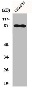 Western Blot analysis of COLO205 cells using Fyb Polyclonal Antibody
