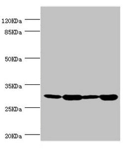 Western blot All lanes: BCAP29 antibody at 2.93µg/ml Lane 1: Raji whole cell lysate Lane 2: Colo320 whole cell lysate Lane 3: Rat gonad tissue Lane 4: THP-1 whole cell lysate Secondary Goat polyclonal to rabbit IgG at 1/10000 dilution Predicted ba...
