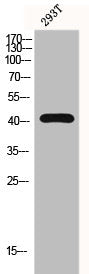 Western Blot analysis of 293T cells using G2A Polyclonal Antibody
