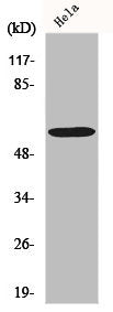 Western Blot analysis of HeLa cells using G3BP1 Polyclonal Antibody