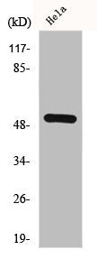 Western Blot analysis of A549 cells using G3BP2 Polyclonal Antibody