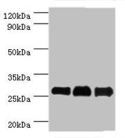 Western blot All lanes: B-cell lymphoma/leukemia 10 antibody at 9ug/ml Lane 1: Mouse gonad tissue Lane 2: MCF-7 whole cell lysate Lane 3: NIH/3T3 whole cell lysate Secondary Goat polyclonal to rabbit IgG at 1/10000 dilution Predicted band size: 26...
