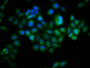Immunofluorescence staining of Hela cells with CSB-PA002608HA01HU at 1:133, counter-stained with DAPI. The cells were fixed in 4% formaldehyde, permeabilized using 0.2% Triton X-100 and blocked in 10% normal Goat Serum. The cells were then incubat...