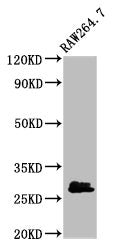 Western Blot Positive WB detected in: RAW264.7 whole cell lysate All lanes: BCL2L1 antibody at 2.7µg/ml Secondary Goat polyclonal to rabbit IgG at 1/50000 dilution Predicted band size: 27, 19, 26 kDa Observed band size: 27 kDa