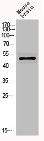 Western Blot analysis of MOUSE-BRAIN cells using GABAA Rα6 Polyclonal Antibody